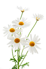 Image showing Daisies on white background