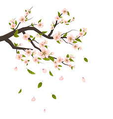 Image showing  Cherry Blossom, Branch of Tree with Flying Petals Isolated on W