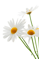 Image showing Daisies on white background