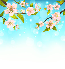 Image showing Cherry Blossom, Branches of Tree, Natural Glowing Background