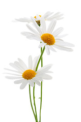 Image showing Daisies on white background