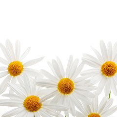 Image showing Daisies on white background