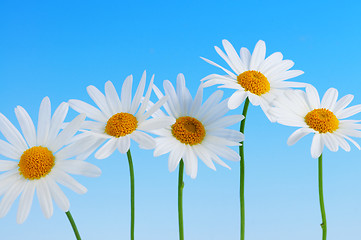 Image showing Daisy flowers on blue background