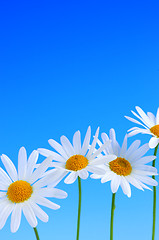 Image showing Daisy flowers on blue background