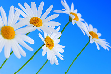 Image showing Daisy flowers on blue background