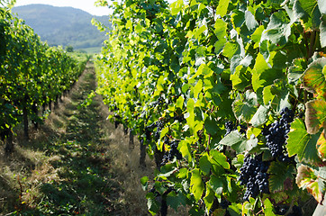 Image showing Vineyard in Alsace in France