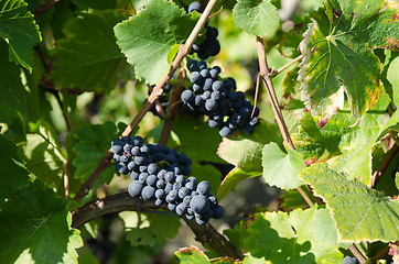 Image showing Grapewines ready for harvest