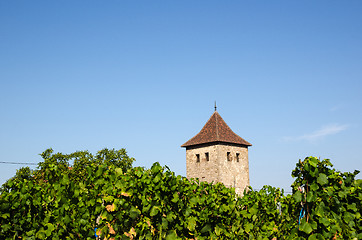 Image showing French vineyard in Dambach-la-Ville