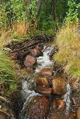 Image showing Wild Brook