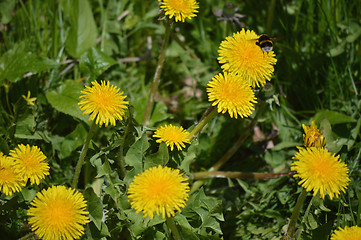 Image showing Dandelions and Bee