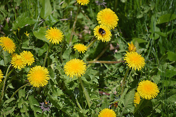 Image showing Dandelions and Bee