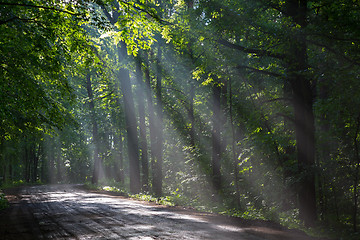 Image showing Old deciduous forest with beams of light entering