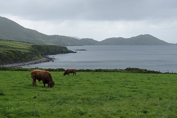 Image showing Irish coast landscape