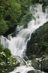 Image showing Torc Waterfall, Killarney National Park, Ireland, Europe