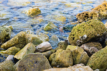 Image showing Small crab sitting on the stones