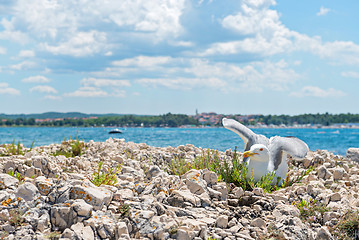 Image showing Seagull on the beach in Istria