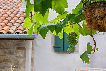 Image showing Bunch of grapes with green leaves