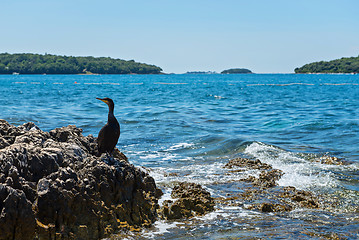 Image showing Cormorant on the beach in Istria