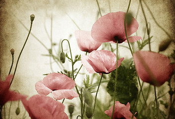 Image showing vintage poppies