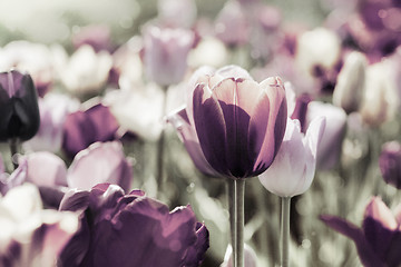Image showing tinted tulips concept