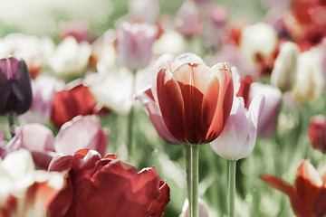 Image showing tinted tulips concept