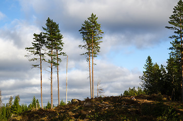 Image showing Group of tall pine trees