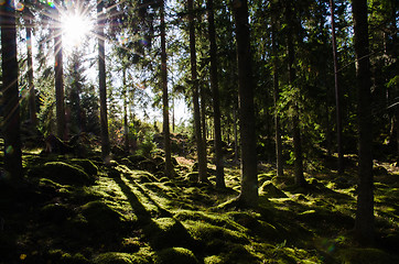Image showing Sunshine i a green mossy forest