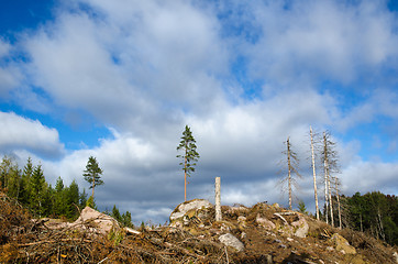 Image showing Left standing trees in a clear cut area