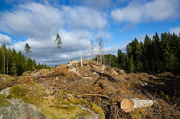 Image showing Newly clear cut forest area