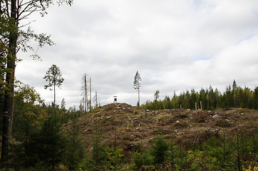 Image showing Clear cut forest area