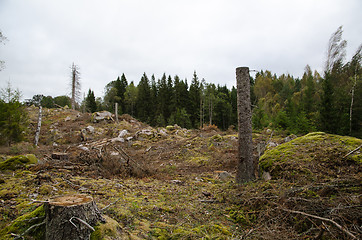 Image showing Stumps in a clear-cut forest