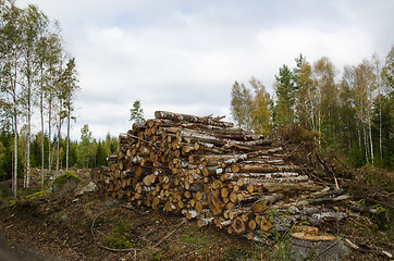 Image showing Woodpile of birch tree logs