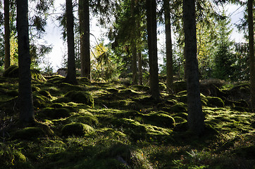 Image showing Backlit mossy forest ground