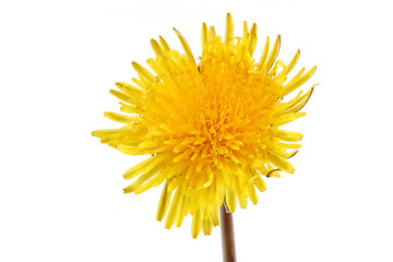 Image showing Dandelion