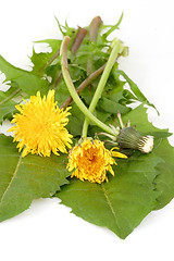 Image showing Herbs for salad