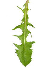 Image showing  Dandlion leaf
