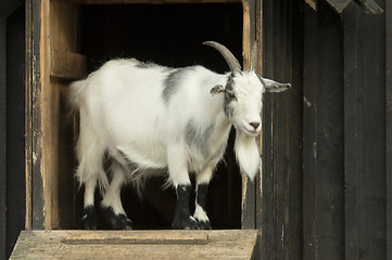 Image showing Goat