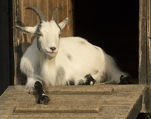 Image showing Goat