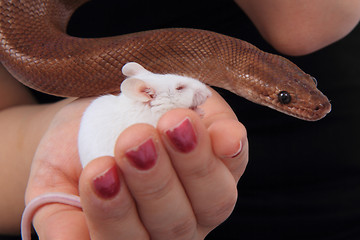 Image showing rainbow boa snake and his friend mouse