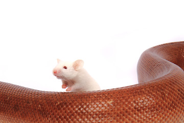 Image showing rainbow boa snake and his friend mouse