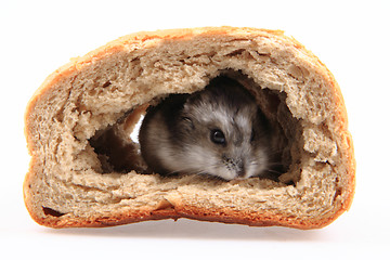 Image showing dzungarian hamster in the bread