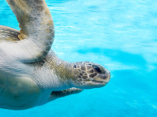 Image showing Green sea turtle
