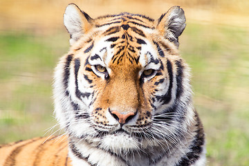 Image showing Siberian tiger