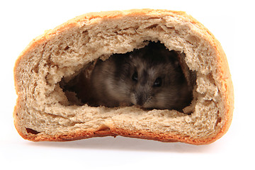 Image showing dzungarian hamster in the bread