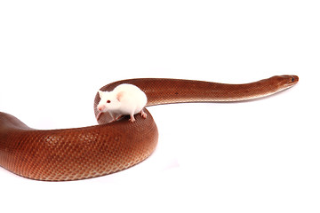 Image showing rainbow boa snake and his friend mouse