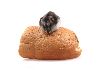 Image showing dzungarian hamster nad the bread