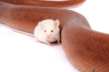 Image showing rainbow boa snake and his friend mouse