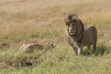 Image showing East African Lions (Panthera leo nubica)