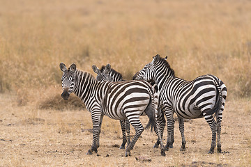 Image showing herd of zebras 