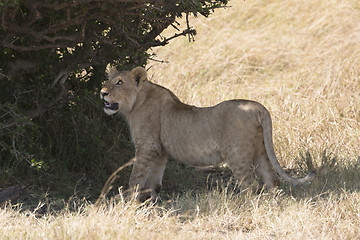Image showing Juvenile lion 